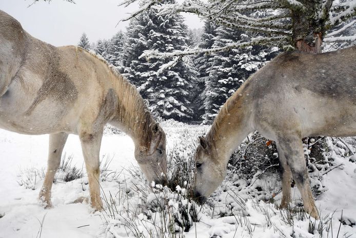 Paarden in de sneeuw bij Payolle in de Pyreneeën, Zuid-Frankrijk.