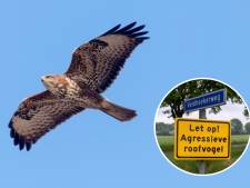 Agressieve roofvogels beschermen in broedseizoen hun kroost: hoe voorkom je een pijnlijke aanval? 