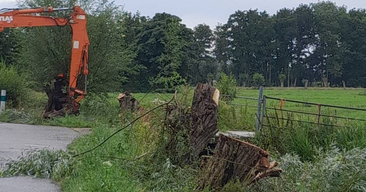 Boze boeren kappen uit frustratie 100 oude bomen én hangen houten koe op aan trekker
