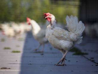 Vogelgriep duikt weer op: "Ik dring nog eens bij iedereen aan op waakzaamheid"