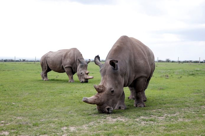 Twee neushoorns in een nationaal park in Kenia.
