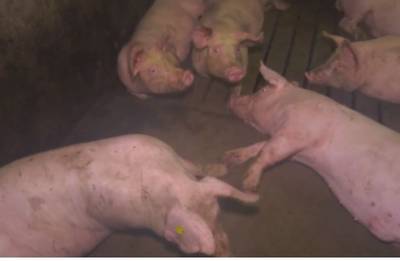 Varkens leren poepen op een toilet in Venhorst