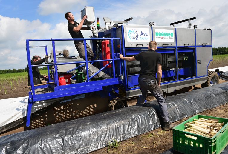 Een aspergeteler automatiseert en schaft een aspergesteekmachine aan. Beeld Marcel van den Bergh
