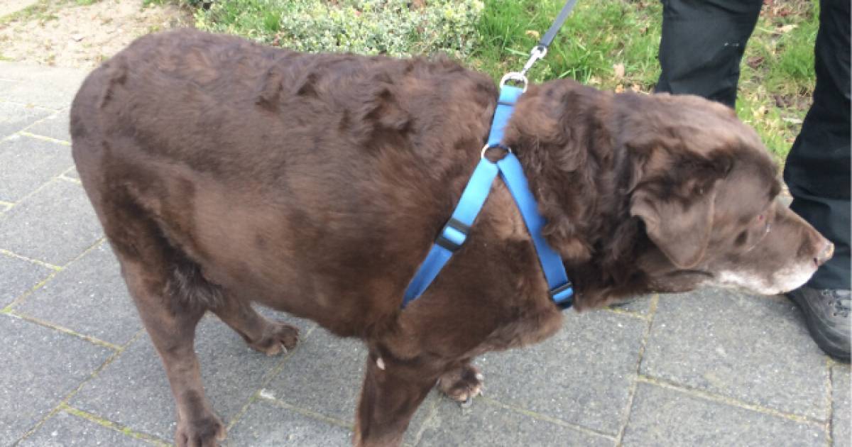 Nijkerker weigert extreem zware hond op dieet te zetten: dier in beslag genomen