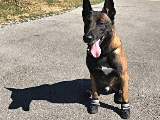 FOTO. In Zwitserland dragen politiehonden 'sokken' tegen hitte