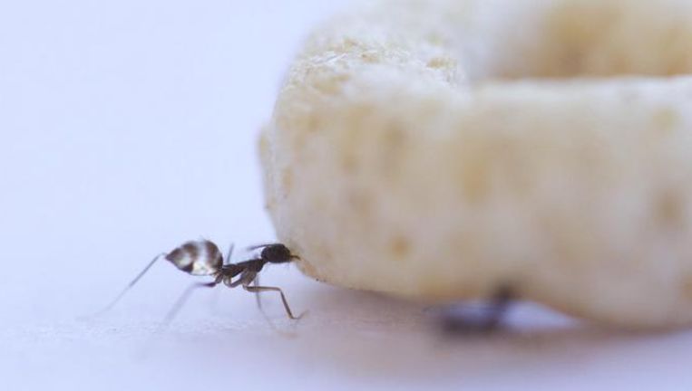 Een navigatormier duwt gevonden voedsel de juiste kant op. Beeld Nature Communications
