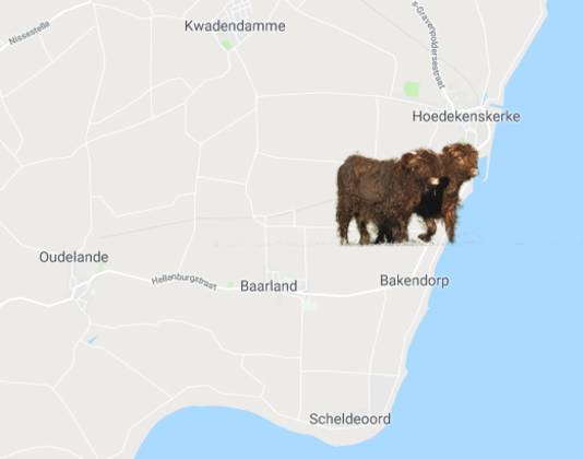De hooglanders lopen in het gebied tussen Hoedekenskerke en Bakendorp.
