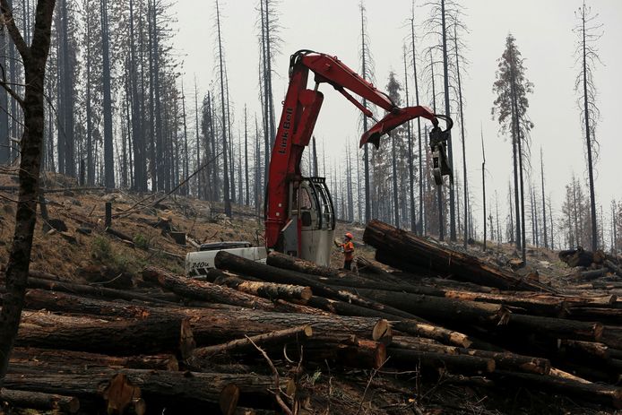 In Groveland in de Amerikaanse staat Californië worden zwartgeblakerde boomstronken gerooid na een bosbrand in 2020.