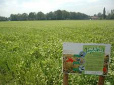 Vogelakkers Bladel in bloei