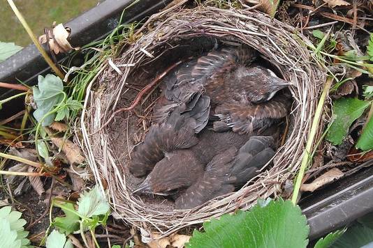 Het is belangrijk dat je vogels de ruimte geeft in de tuin, vindt Overbeek.