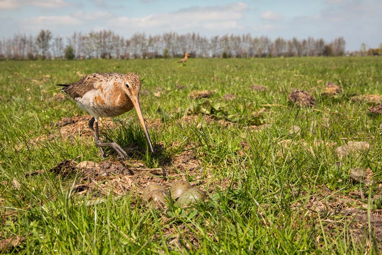 voorpagina Kerken, red uw weidevogels - Trouw