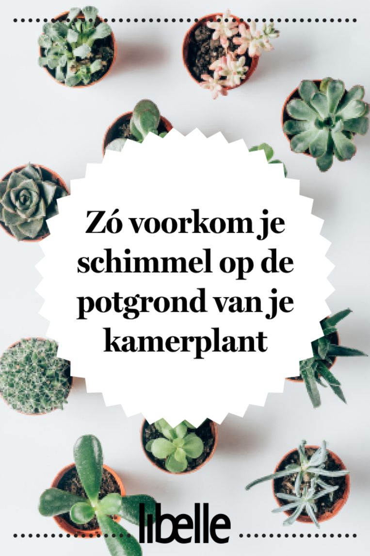 null Beeld 