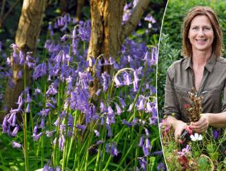 Ook dol op die betoverende boshyacinten? Zo maak je van je tuin een beetje Hallerbos