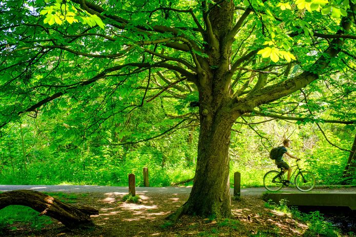 Meer dan 7,5 hectare nieuw bos in Antwerpen: stad beloond met ‘zilveren ...