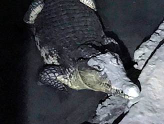 Russische speurders doen akelige ontdekking in kelder tijdens huiszoeking