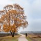 De Veluwe: een weliswaar groot, maar nogal armzalig en versnipperd natuurgebied