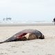 Studie: Dode walvissen kunnen soms beter op het strand blijven liggen