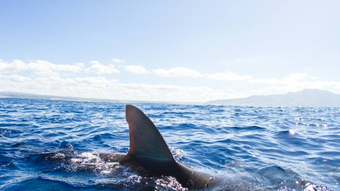 Les requins confondent bien les surfeurs avec leurs proies animales