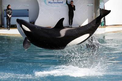 Opnieuw orka gestorven in berucht Frans dolfinarium: “Dieren sterven in smerig water”