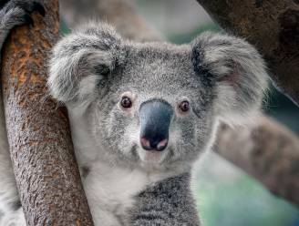Ouwehands Dierenpark eerste dierentuin in Nederland met koala’s