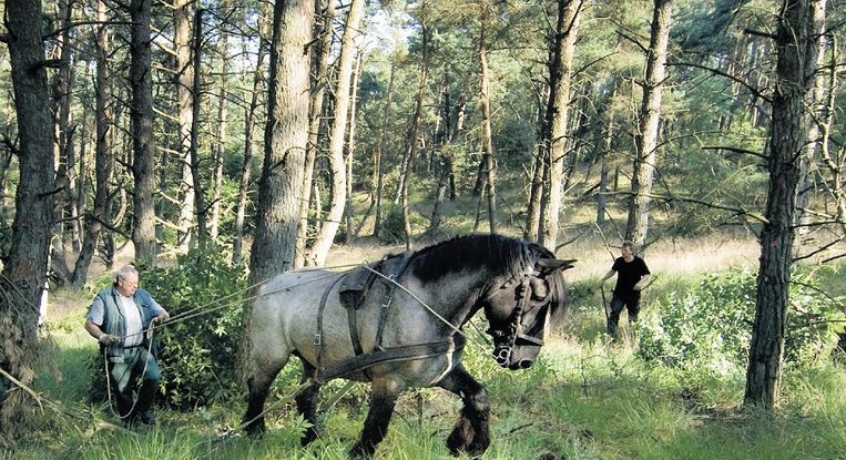 Paardenmenner George Meuwszen rooit met zijn paard Donar de prunus in de Veluwezoom. Door uitheemse bomen te rooien wordt het stuifzandgebied hersteld. Foto Ariënne Flipse Beeld 