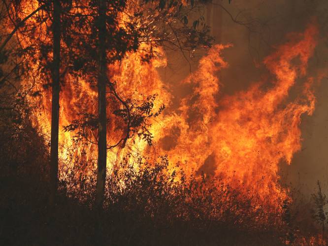 Bejaard echtpaar sterft door bosbrand in Australië