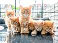 Monica van den Berg geeft raskatten een leuk buitenleven in de tuin. Ze heeft zes super schattige kittens.