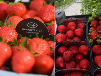 Hoe bewaar je aardbeien het best? 