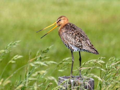 Dit jaar meer weidevogels terug in het Groene Hart,  alleen willen de kuikens nog niet wegvliegen