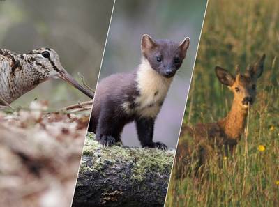 Boommarter, houtsnip en volop reeën: wildcamera’s klikken erop los in polder Weimeren