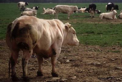Plusieurs chaînes de supermarchés vont mieux rémunérer les producteurs de viande bovine