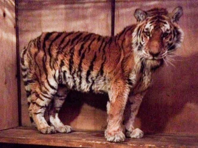 Siberische tijgerin die tegen al haar instincten in hulp zocht bij de mens, overleden