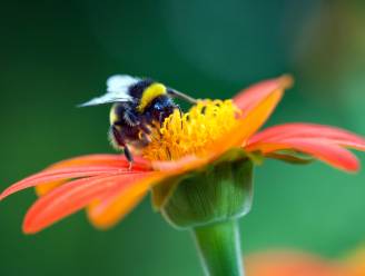 Maar liefst 17 miljoen bijen kregen elke dag te eten door ‘Maai Mei Niet’ 