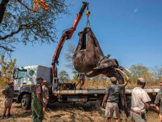 Grootste verhuizing van olifanten ooit