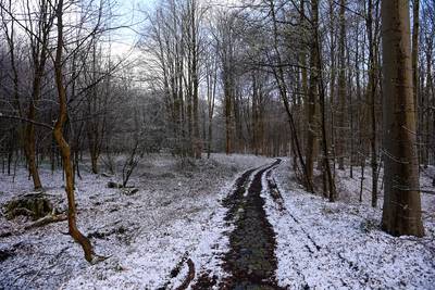 Ook morgen nog winters weer: tot 15 cm sneeuw in Ardennen, ook laagje mogelijk in Vlaanderen