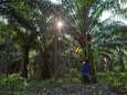 Grootste palmolieproducent ter wereld betrapt op dwangarbeid