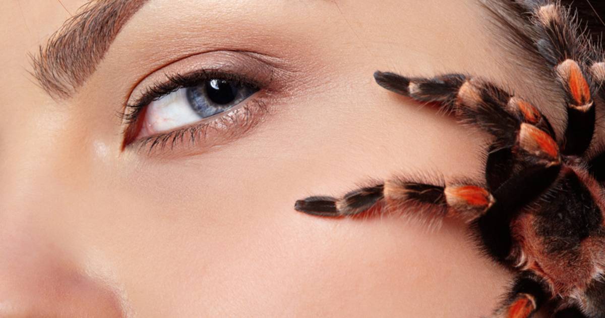 Mythe mens eet jaarlijks acht spinnen