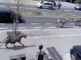 Drie loslopende zebra's zetten Brussel op stelten