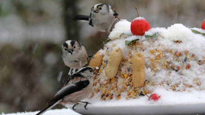 Zeeland, opgelet: dit weekeind gaan we weer vogels tellen. Maar is het nou een heggenmus of een huismus? 