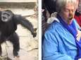 Ondeugende chimpansee bekogelt onfortuinlijke oma met uitwerpselen. Ouch!