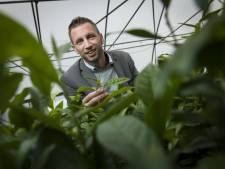 Deze thee-ondernemers lieten investeerders Dragons’ Den tegen elkaar opbieden