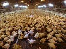 Ruim 80.000 kippen geruimd wegens vogelgriep bij pluimveebedrijf in Twente