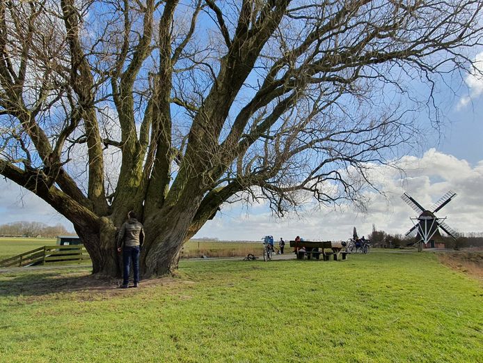De karakteristieke oude wilg bij de Noordermolen in natuurgebied Kardinge voor de brand.