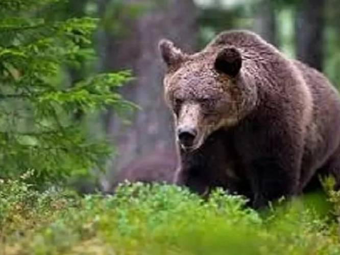 Italië wil beren het land uitzetten na dood jogger