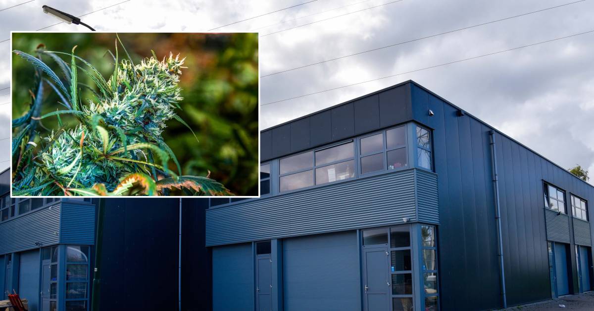 De politie deed een flinke vangst op een bedrijventerrein in Nieuwersluis .