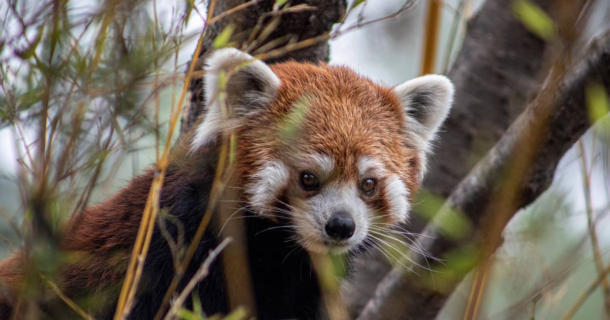 Un Zoo Allemand Deplore La Disparition D Un De Ses Petits Pandas Faits Divers 7sur7 Be