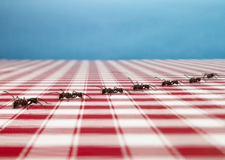 Mieren bestrijden is meestal niet nodig. ‘Als je er geen last van hebt, ga dan op je buik liggen om te kijken naar hun bijzondere wereld.’ Beeld Getty Images