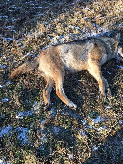 Wolf Brandenburg