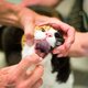Opinie: Kan een dierenarts straks de blaasontsteking van uw hond, kat of paard nog wel behandelen?