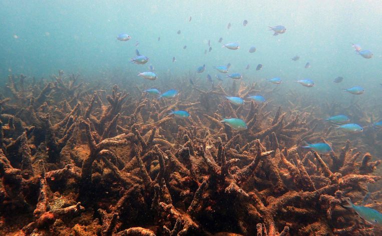 Liefst 95 procent van het Great Barrier Reef zou de laatste jaren verbleekt zijn. Beeld afp